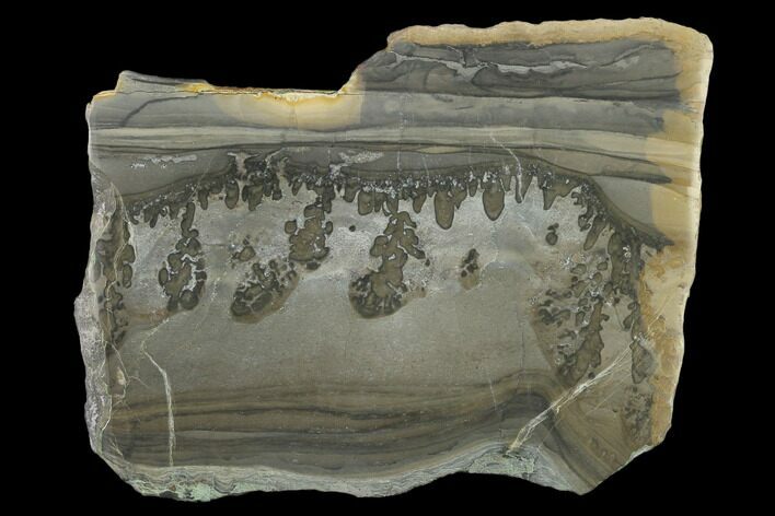 Triassic Aged Stromatolite Fossil - England #130943